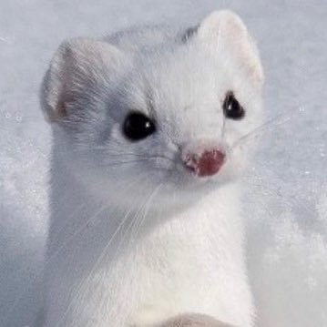 okojo_investor's profile picture. 目指せ！オコジョ界隈No. 1トレーダー💰／合言葉は、『んほぉぉぉぉぉーーーwww』／ 日本株長期チーム部長兼新入部員🇯🇵／オス／投資歴5年／人間年齢30歳くらい／雰囲気で感じ取ってトレードするスタイル☀️／過去年平均パフォ20-120%🍉／半導体がやや得意🌻／内需系苦手⚡️