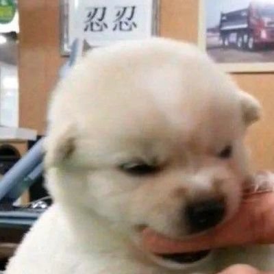 Adaleng00's profile picture. 05女大|chubby|轻度m|喜欢我请给我钱|钟情轻熟男
私信仅回复🚪，闲聊勿扰 
原号@惊鸟 （被盗）