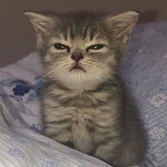 Aylinghanoom's profile picture. زیاد بالا رو نگاه نکن سرگیجه میگیری🙄