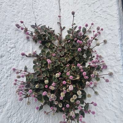 Vusi_Mokwena20's profile picture. 🇿🇦 A South African Patriot. Momentum stock trader 🙆‍♀️