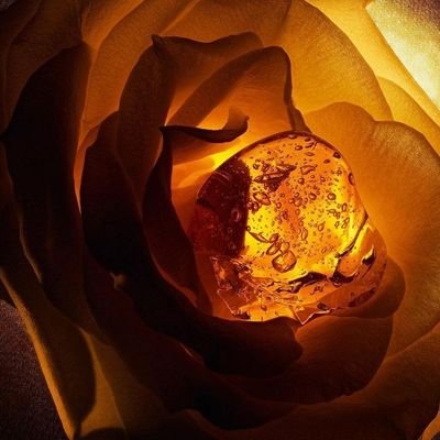 RoseInAmber's profile picture. #SaveTheHuntForBenSolo #ReuniteTheDyad