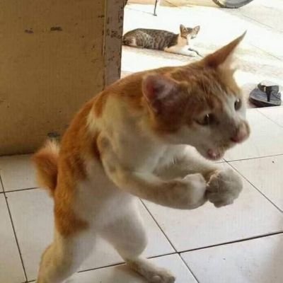 benthemerchant's profile picture. 