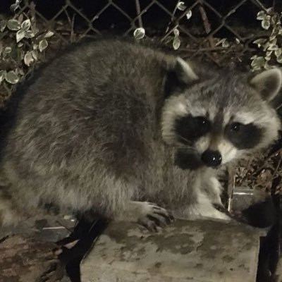 salemb0nez's profile picture. salem / sal , 18 , ummmm i really like danganronpa :D