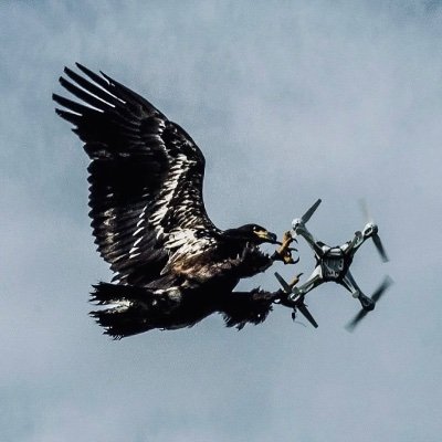 sonnenhawk's profile picture. a ghost with burning wings, seeking beauty and wisdom