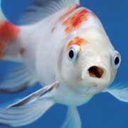 OceanFish2510's profile picture. 