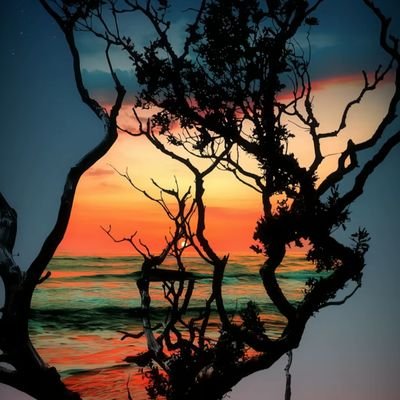 SFYN666's profile picture. PEACE 🌻