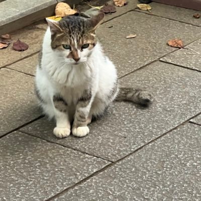 Rig_Jint_Go's profile picture. blender初心者