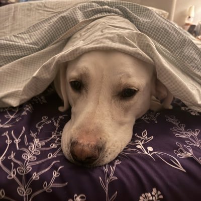 PA4IOWA's profile picture. Freelance thinker. 🇺🇸 AMERICA FIRST 🇺🇸🙏🏼 🚨MAGA🚨2A/1A🚨CONSERVATIVE 🚨