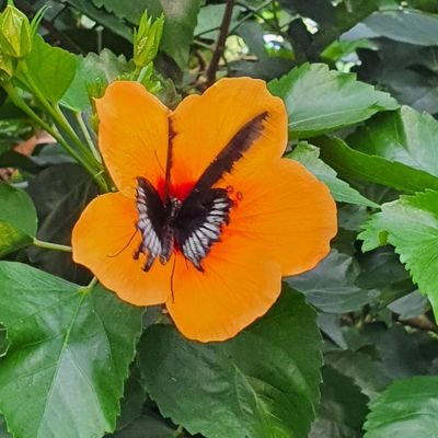 mysteryladyxy's profile picture. 