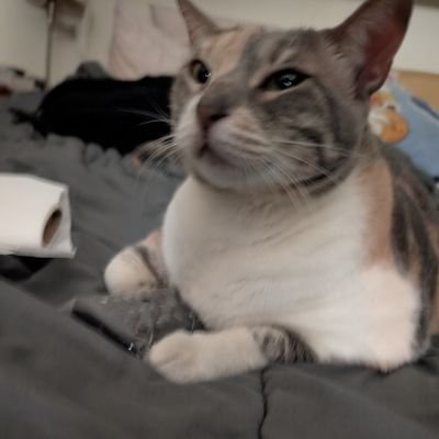 Darnay_t's profile picture. 24 || Main Terry y main ansiedad || esp/eng || He/Him

Me dio la locura y cree un nuevo twitter