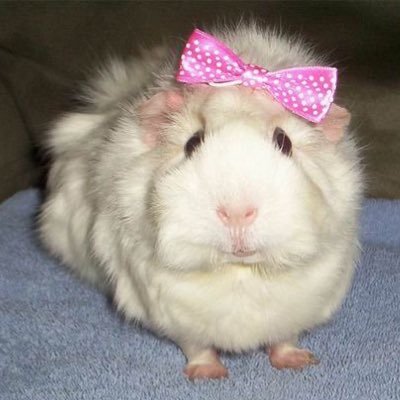 zndisla's profile picture. 