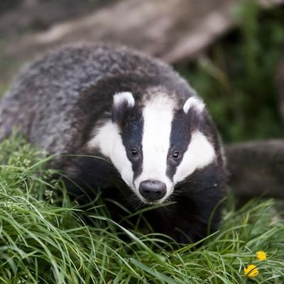 writing_life's profile picture. words run the world.