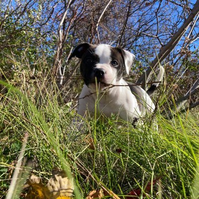 bandogger's profile picture. Native Something Somewhere
Long live freedom

Warrior, heed this
When you battle with demons
Aim not at their hearts.

Rest In Power Mauly. 
We have your watch.