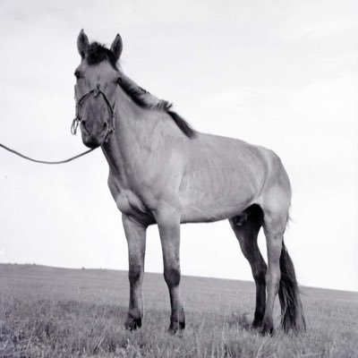 Mongolbtn's profile picture. 