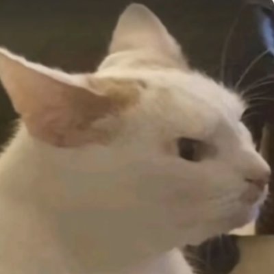 brunooomelo's profile picture. Founder @figurinhas — 2.000+ figurinhas criadas sem login