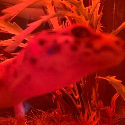 WyattJacks32519's profile picture. I’m a fucking idiot :)