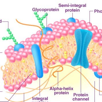 Yocellsplasma's profile picture. henlo