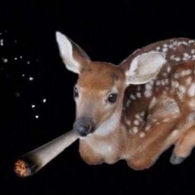 bakedbeanz____'s profile picture. do not follow me I rt porn a lot. and random shit