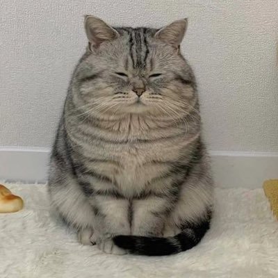 fukushi_sumikko's profile picture. 福祉のすみっこで働く支援者。障害分野(介護・就労・児童)で7年目。次は青年海外協力隊で開発支援をするのが夢。一度相談支援を経験してみたい。リーガルサポートにも興味あるので、司法書士取りたい。