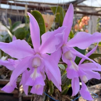 taniaflores2221's profile picture. 