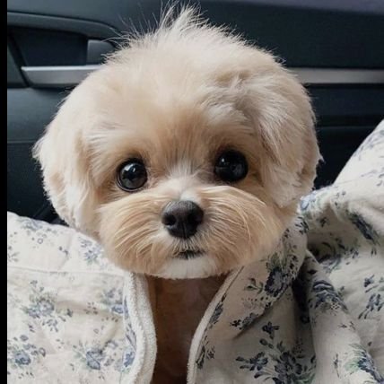 xob0xj's profile picture. 🍺☕️🍰🍔