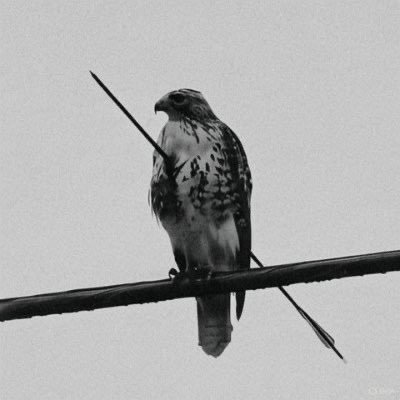 zeno_bags's profile picture. From Rugs to Riches