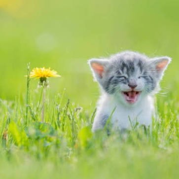 pikmintoo's profile picture. I am the life and blood of this world - Venmo or Casjhapp me @itwillneverbeokayagain - it/any - 1769 accounts blocked and RISING all manual NO blocklists 🌎🌎🦒