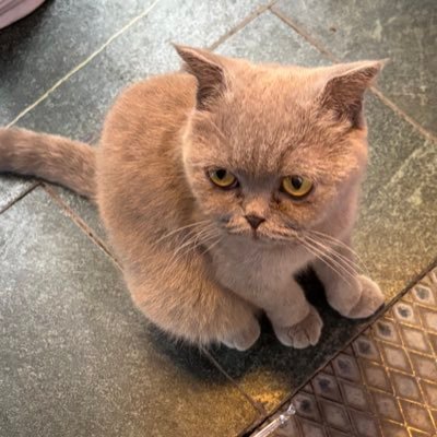 NuzhatNaor's profile picture. Former professional editor/writer/producer (Washington Post, EW, MTV, PCA); children’s author rep’d by Emily Keyes @ The Keyes Agency.