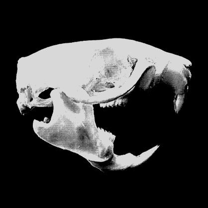 RaTø