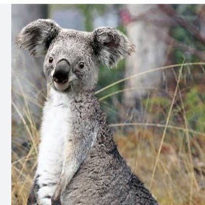 koalaroo33333's profile picture. 