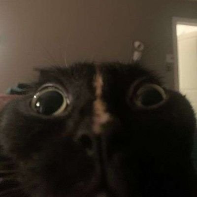 FreddyRockbear8's profile picture. some           on the internet |                         | former modder and dataminer | My socials: https://t.co/1NbrxHGKUr