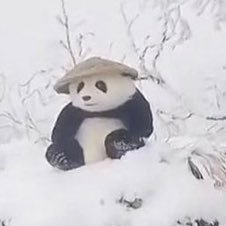 bo0ort's profile picture. stern, yet loving father