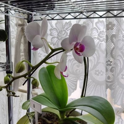 flowers60s's profile picture. 愛し、愛されること  | To loved and be loved