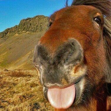 tararutung's profile picture. Nitrograph