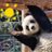 Panda Diaries avatar