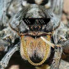 pappsworthy's profile picture. 