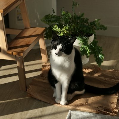 Judy1742983's profile picture. 고양이와 인형 새싹덕후🌱(3n살) 잦은 교류는 어렵지만 멘션 드려도 놀라지 말아요 🌚 거래용 오픈카톡 https://t.co/nOhzpPxHXD