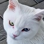 nekoneko7001300's profile picture. 元雀荘勤務、現薄給リーマン。役に立つ牌姿、NAGA解析を共有します。天鳳(7676)。Mリーグ。フォロバします。note見てね。