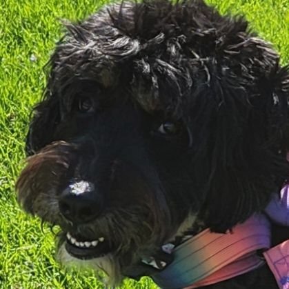 LeeLuTails's profile picture. Just pawsitive explorers finding magic in nature.  LeeLu (aka Rasta pup, Fuzzy bear, or Wide load) walks her human daily to find trail treasures.