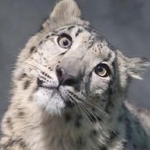 inkr1bbonz's profile picture. 18/ kill transphobes kill racists | they/it!| i use gifs a lot #yumetwt !!