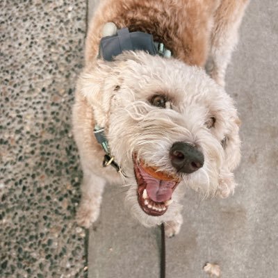 rachabram's profile picture. on a twitter hiatus. content director + retired philosopher + dogmom. she/her.