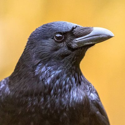 kurokarasumaru's profile picture. 