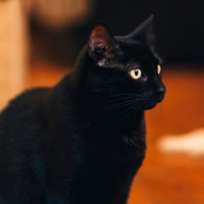 Kurumaza49hakA's profile picture. 創作する全ての人々 「好き」の情熱を自らの手で形にする人達を応援したい。
今日も今日とてワイヤードの海を潜航中
……お堅い挨拶は置いといて いろいろ勉強中だ！よろしくな！！
※無断フォロー失礼します
現在 ソシアルゲヱムは何もやっておりませぬ