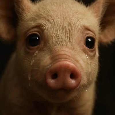 OrlandoBeltranQ's profile picture. En 1988 fundé ADAN. LOS ANIMALES LO MERECEN TODO. VEGANO ANTIESPECISTA. COFUNDADOR COMITÉ SANTURBÁN #VEGANISMOESJUSTICIA  #VEGANOSPORLOSANIMALES     #GOVEGAN