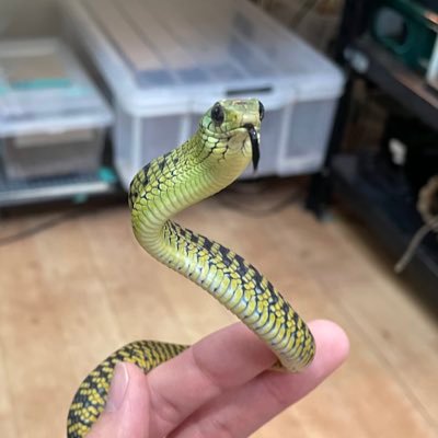 15milk_usaponyu's profile picture. ナメラが1番好き あとは昼間のアルボレアルな奴らとか走り屋とか