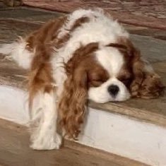 frankoceangirli's profile picture. ͏ Lesbian since 2007 ͏ ͏ ͏