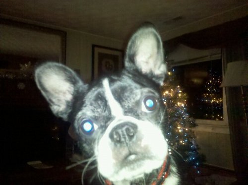 BostonEmmaBelle's profile picture. I love to play, sleep, and have fun. My best friend is a cat but i pretend he is a dog. i have a lil sis named Zoey who i love so much!!