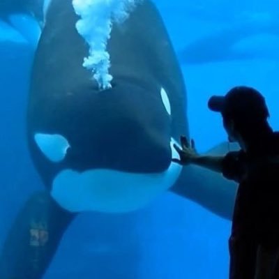 cetaology's profile picture. ⠀ ⠀ ⠀ 🐳 𓂃 He / him ɞ. ⠀ ⠀ ⠀ ⠀ ⠀ ⠀ ⠀ ⠀ ⠀ ⠀⠀ ⠀⠀# i post a cetacean individual every day or two ! ɞ ⠀ ⠀ ⠀ ⠀ ⠀ ⠀ ⠀ ⠀ ⠀ ⠀⠀# bingo fan 𓈒 ˚