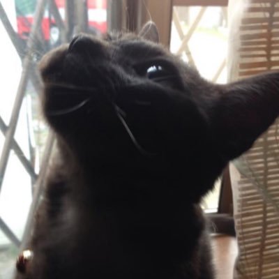 you264's profile picture. ねこ大好き すっごく好きです 猫と ご飯 おやつもupしています 笑