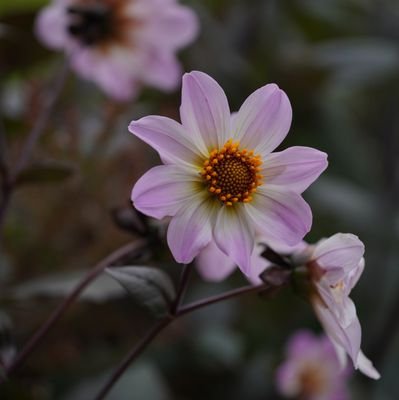 AntonellaGaggi9's profile picture. 